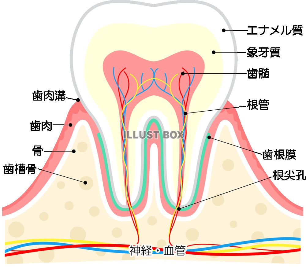 エナメル質形成不全とは