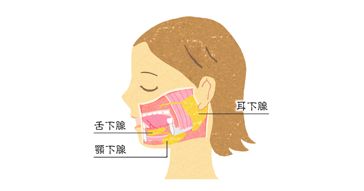 唾液の働き①